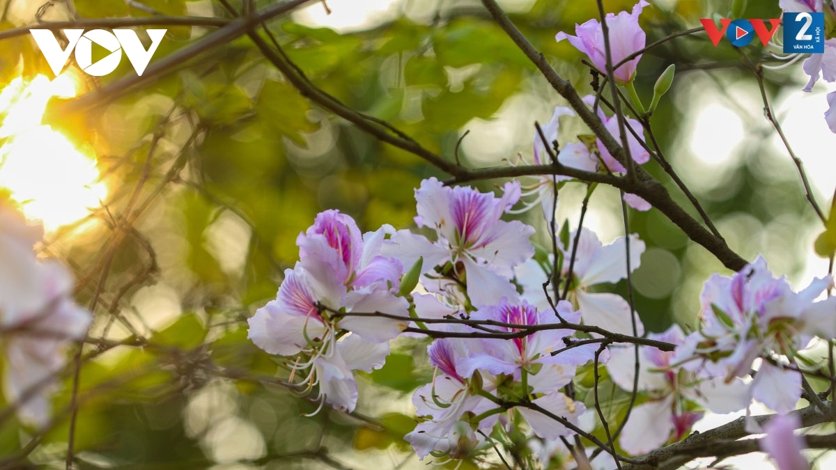 Streets of Hanoi adorned with Ban flowers in full bloom